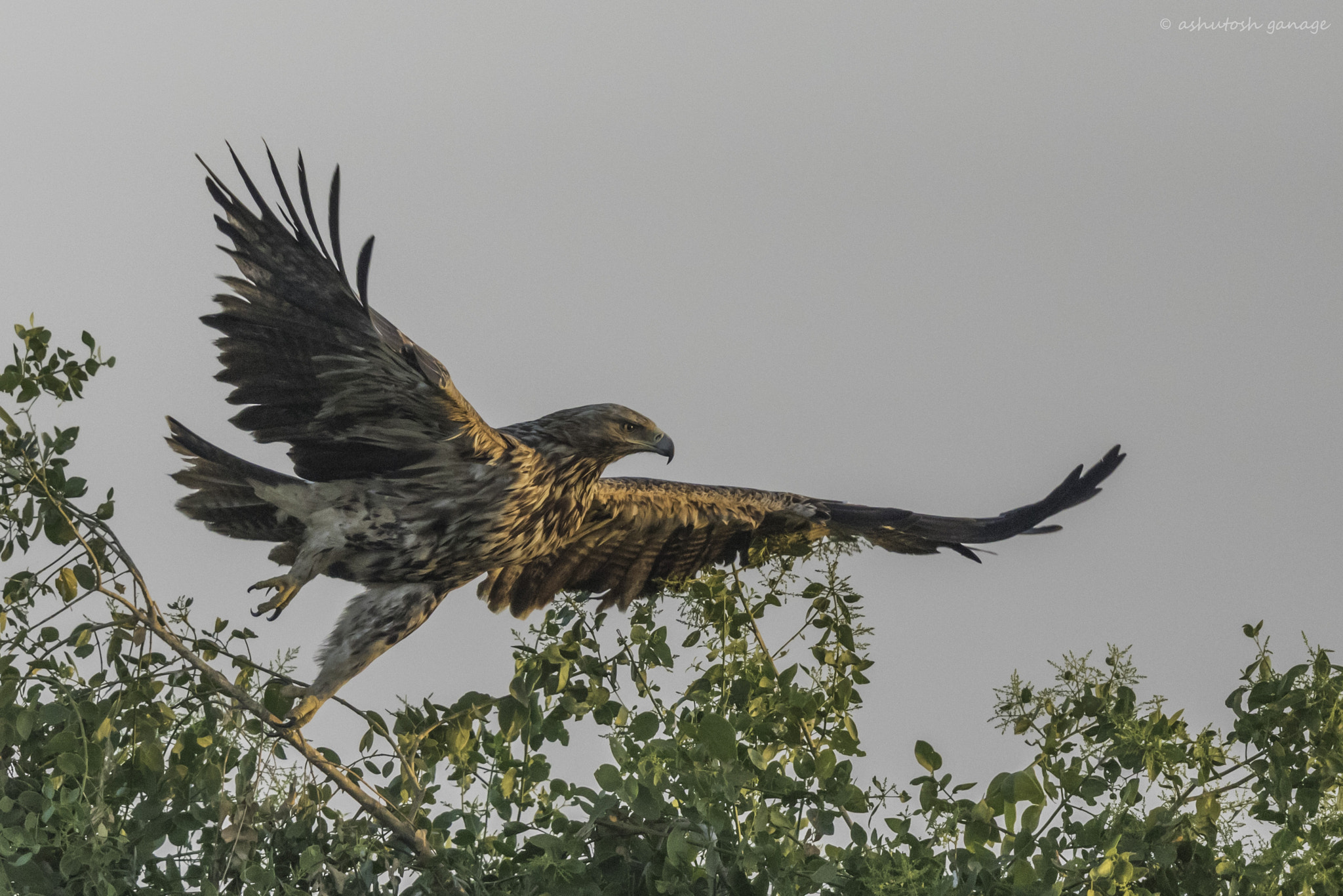Canon EF 500mm F4L IS II USM sample photo. Eastern imperial eagle photography