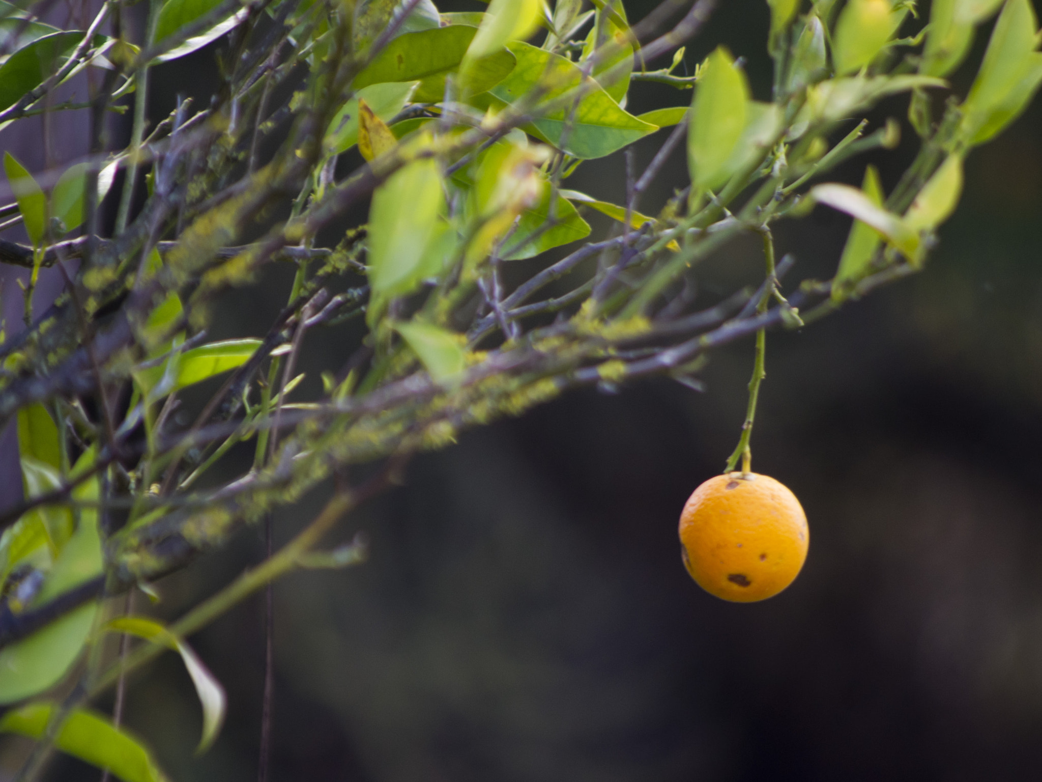 Pentax K-x + smc PENTAX-FA 80-320mm F4.5-5.6 sample photo. Oranje is the new black photography