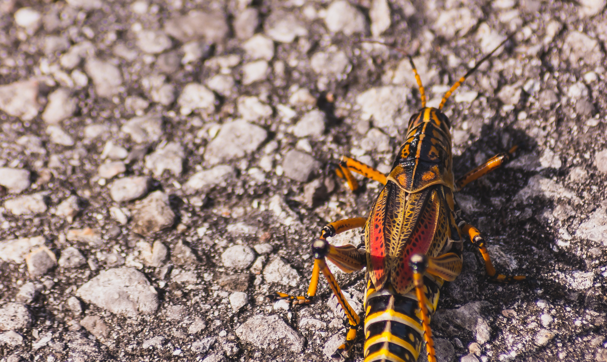Nikon D50 sample photo. Locust photography