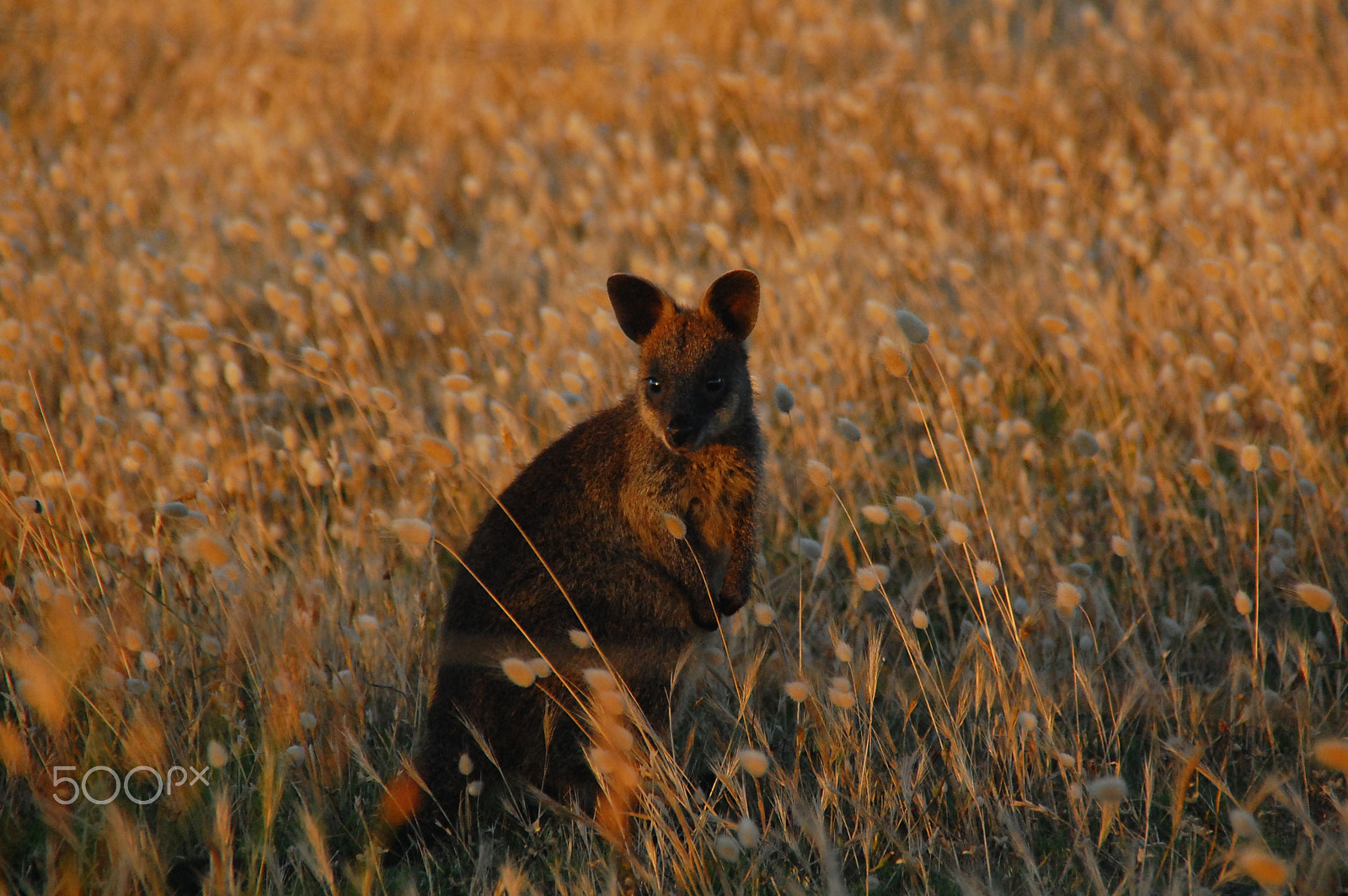 Nikon D40 sample photo. Sunset wallabee photography