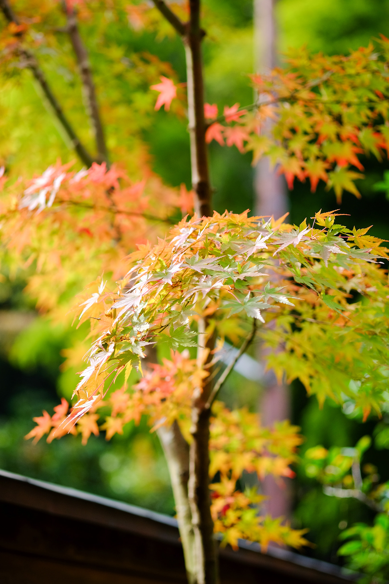 Fujifilm XF 60mm F2.4 R Macro sample photo. Jochiji 浄智寺 photography