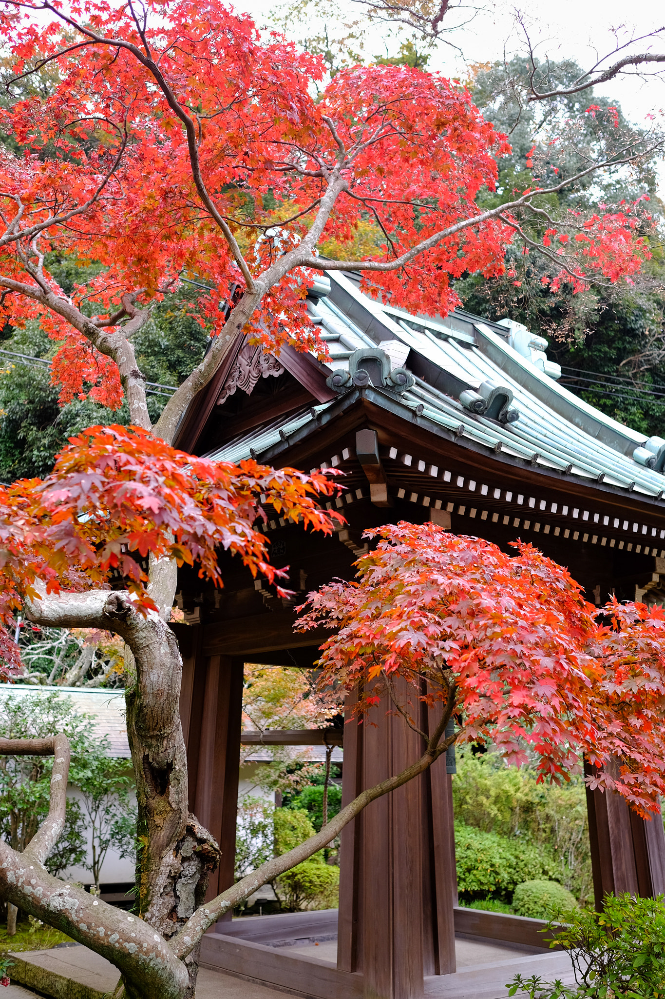 Fujifilm X-E2 + Fujifilm XF 23mm F1.4 R sample photo. Kaizoji 海蔵寺 photography