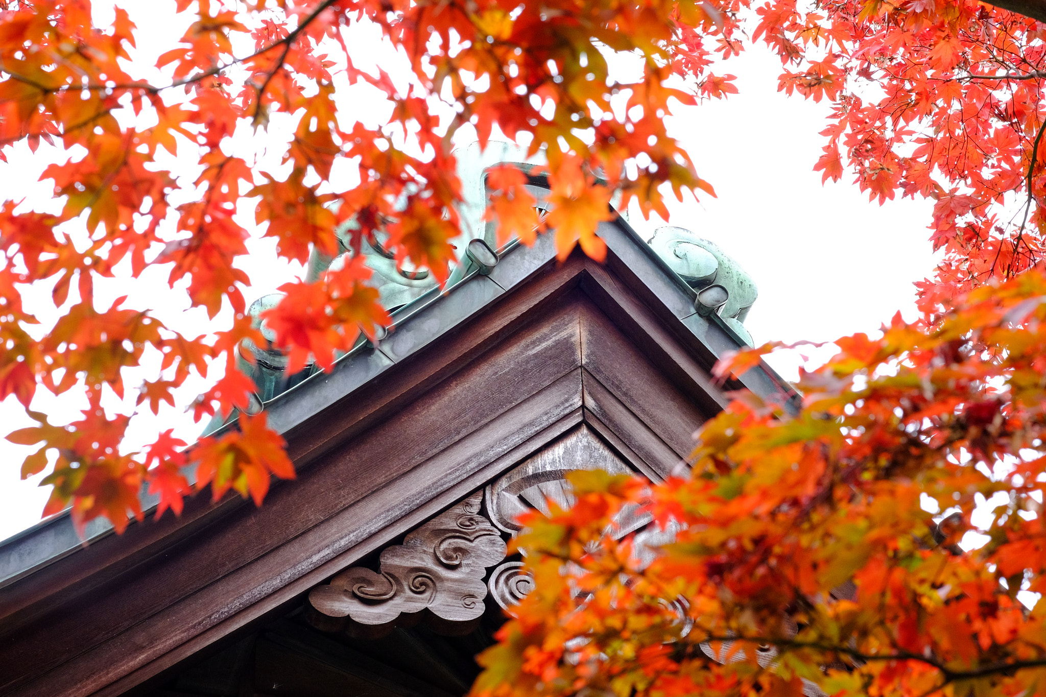 Fujifilm X-E2 + Fujifilm XF 60mm F2.4 R Macro sample photo. Kaizoji 海蔵寺 photography