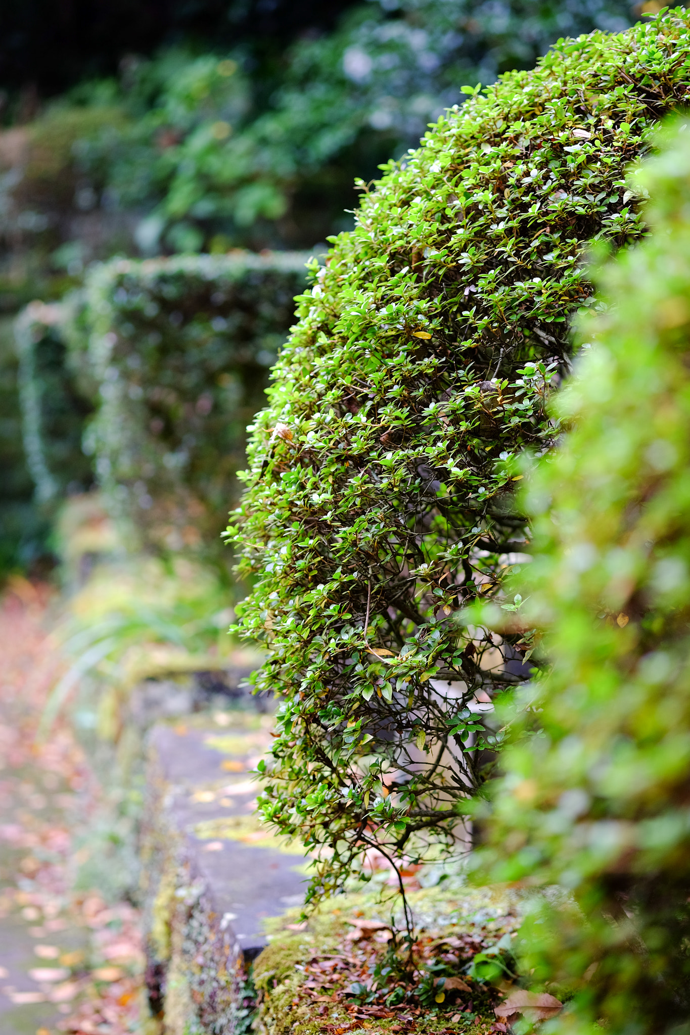 Fujifilm XF 60mm F2.4 R Macro sample photo. Tokeiji 東慶寺 photography