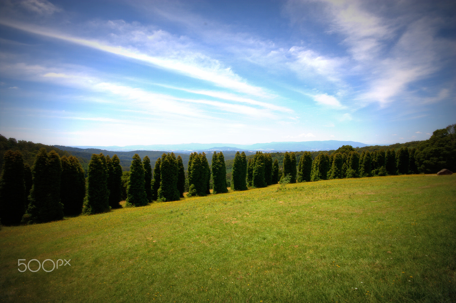 Canon EOS 450D (EOS Rebel XSi / EOS Kiss X2) + Sigma 10-20mm F4-5.6 EX DC HSM sample photo. Rj hamer arboretum, olinda, victoria photography