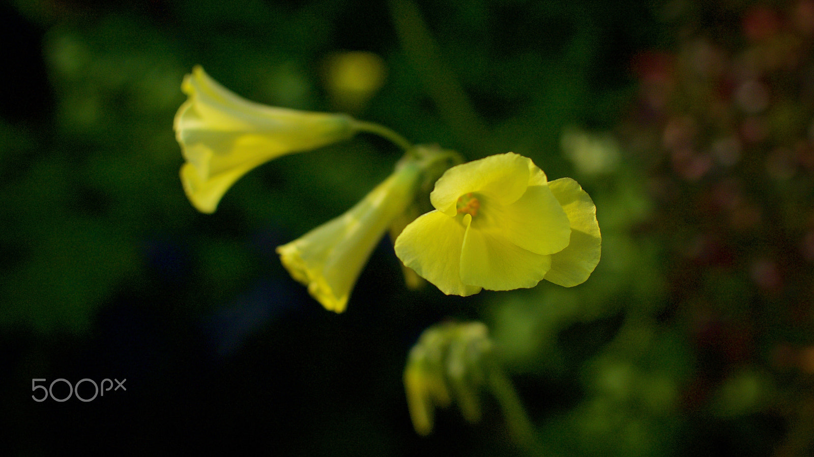 Nikon 1 J2 sample photo. Yellow woodsorrel photography