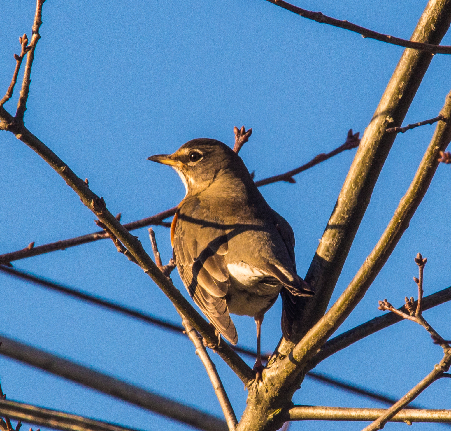 Olympus OM-D E-M5 + Olympus M.Zuiko Digital ED 40-150mm F2.8 Pro sample photo. Bird photography