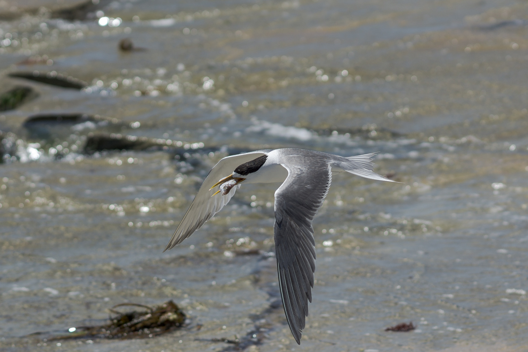Sony FE 85mm F1.4 GM sample photo. Tern with fish 2 photography