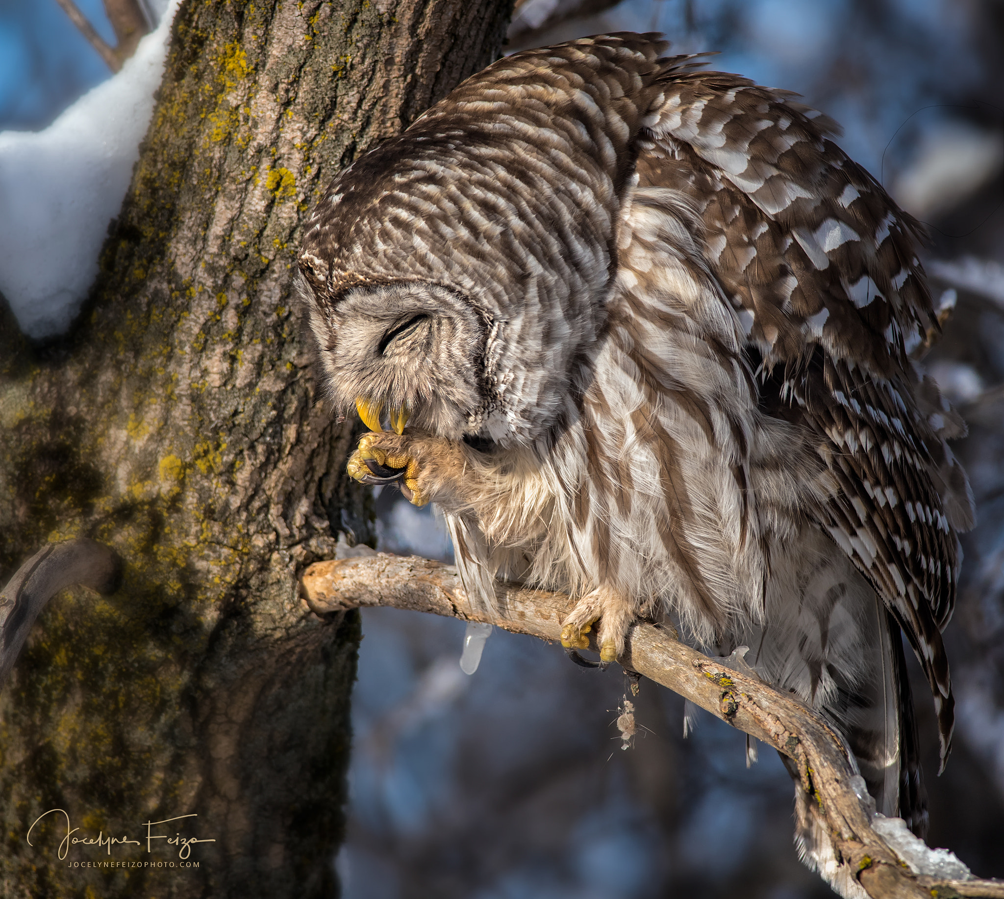 Nikon AF-S Nikkor 300mm F4D ED-IF sample photo. Barred owl photography