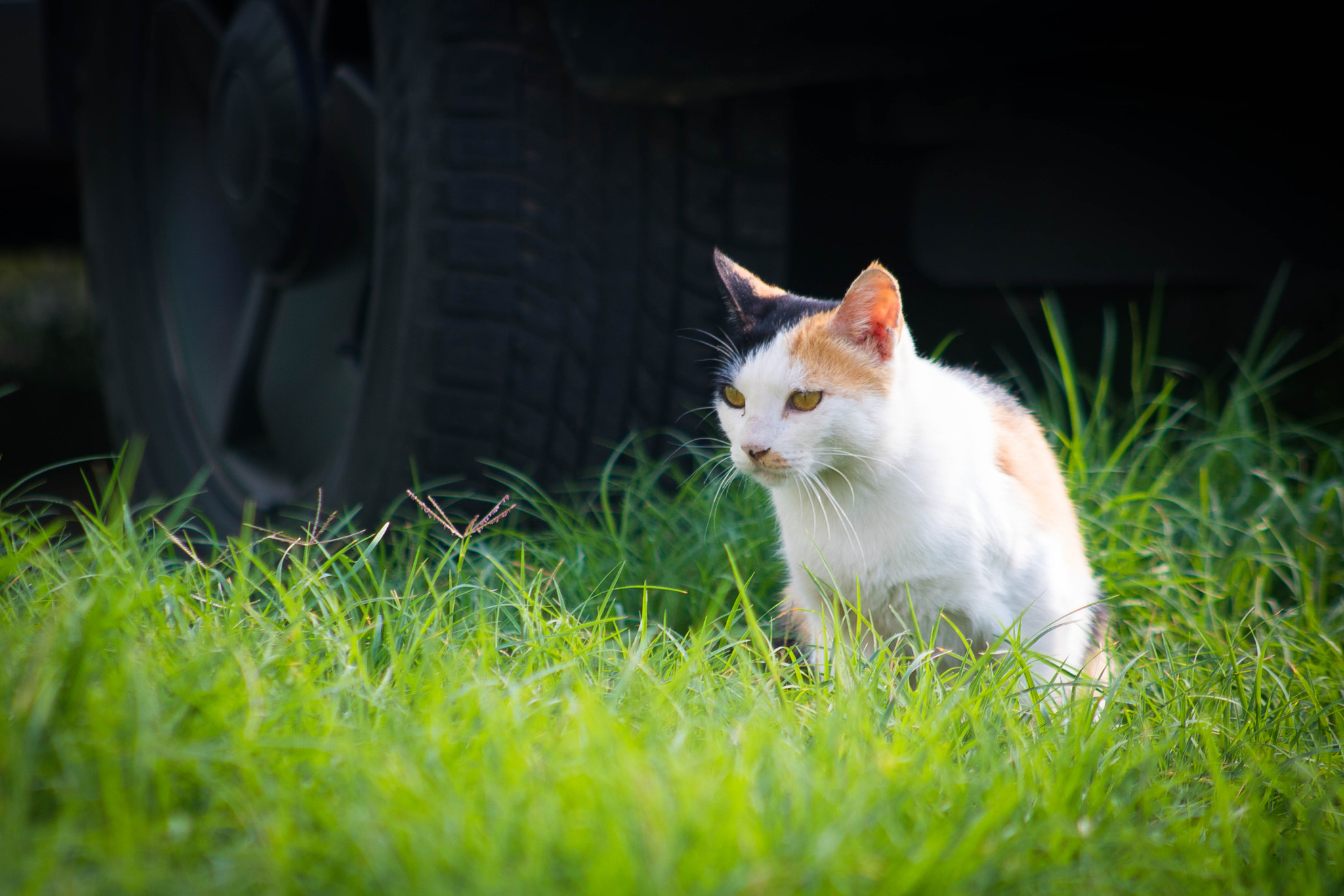 Canon EOS 760D (EOS Rebel T6s / EOS 8000D) + EF75-300mm f/4-5.6 sample photo. What are you doing at my frontyard? photography