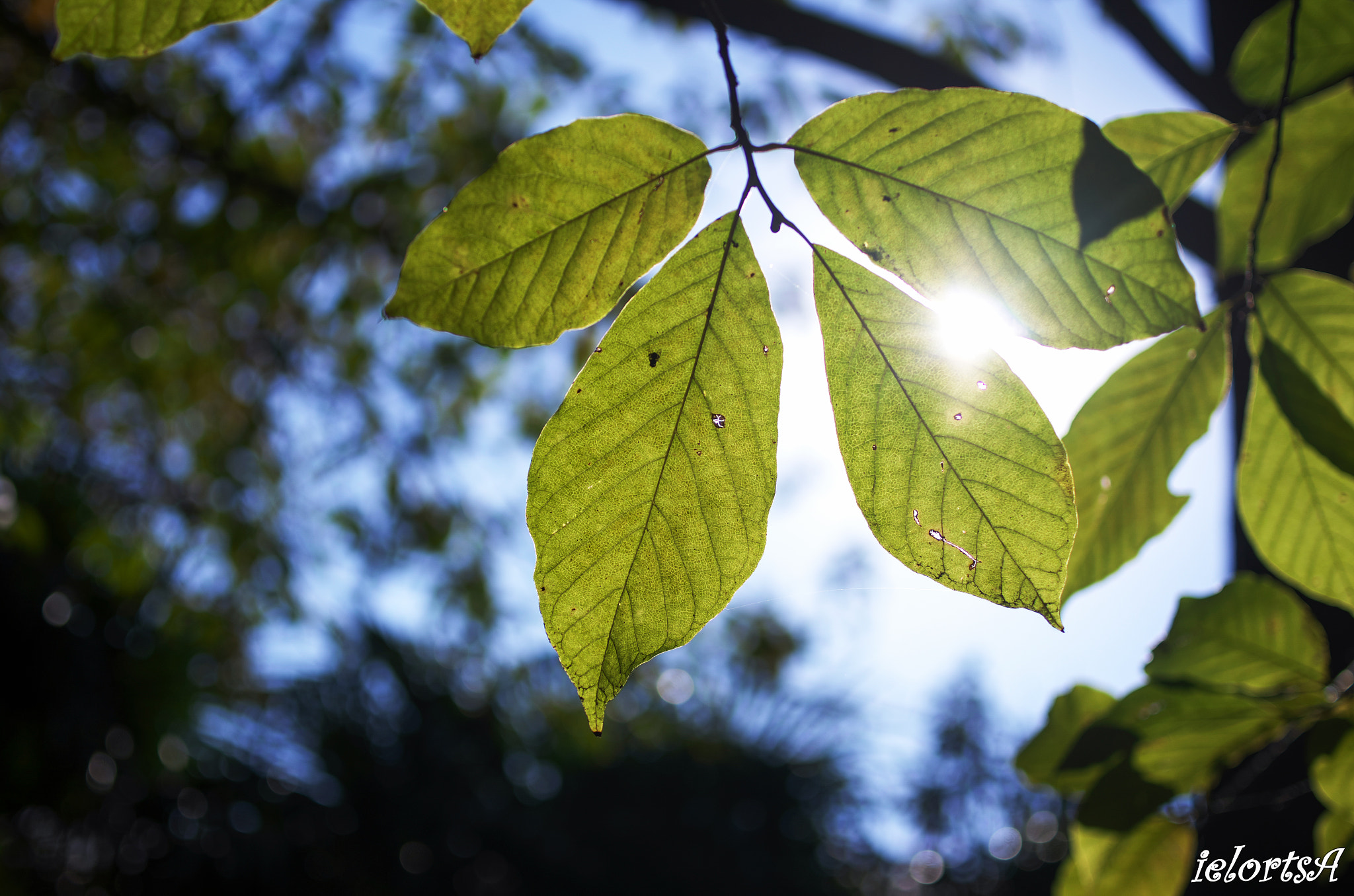 HD Pentax DA 35mm F2.8 Macro Limited sample photo. Sunshine photography