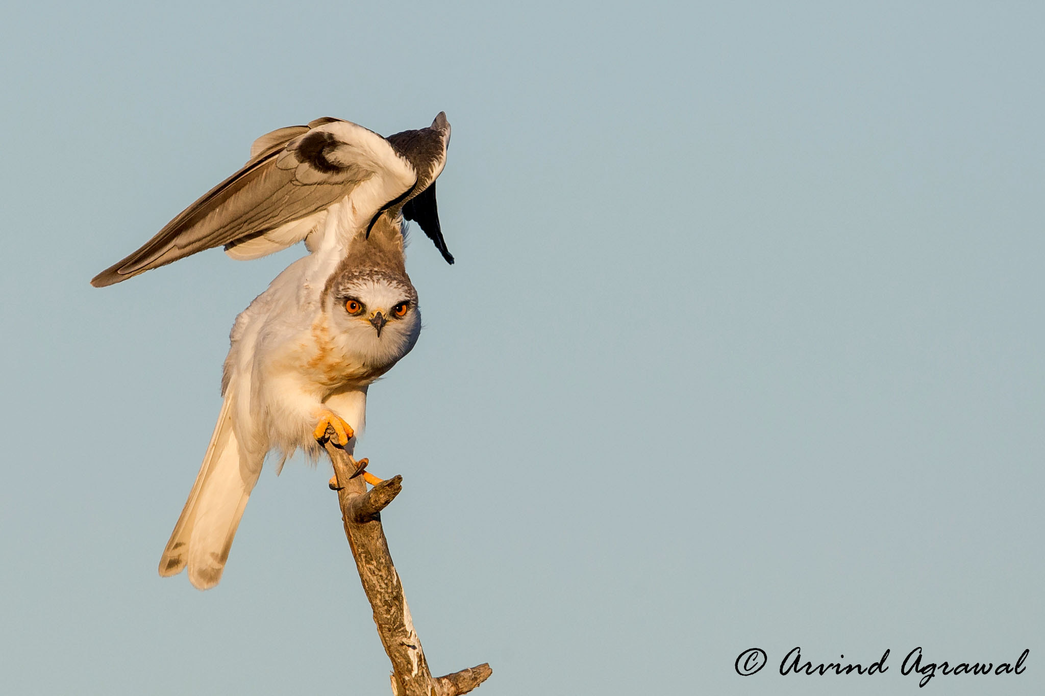 Canon EF 600mm F4L IS II USM sample photo. Juvenile white-tailed kite - img_1924-1.jpg photography