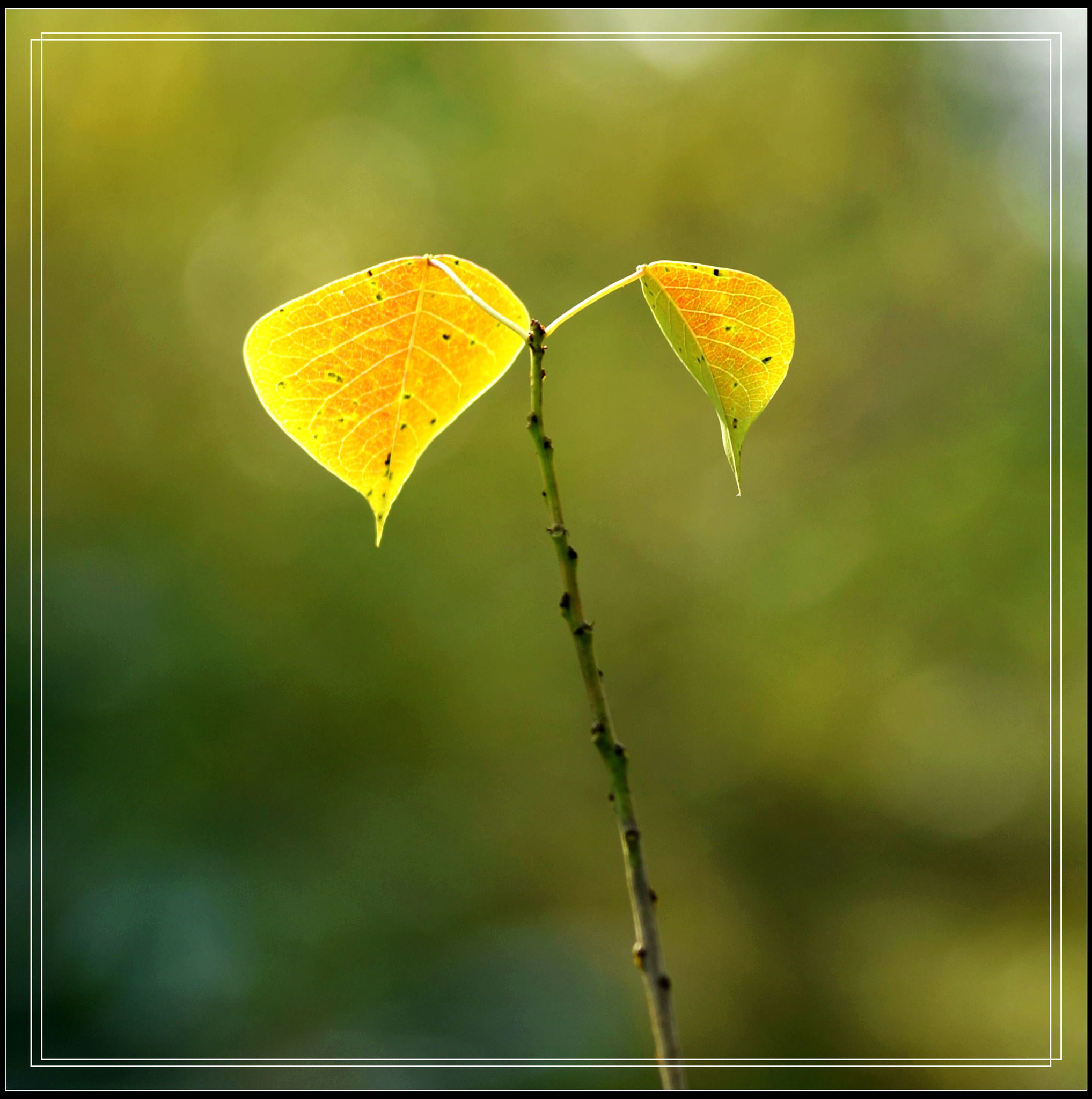 Nikon AF Nikkor 70-300mm F4-5.6G sample photo. Leaves photography