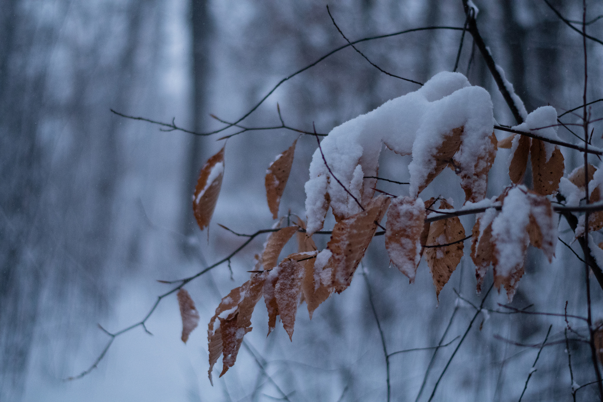 Pentax smc DA 50mm F1.8 sample photo. Weighted branches photography