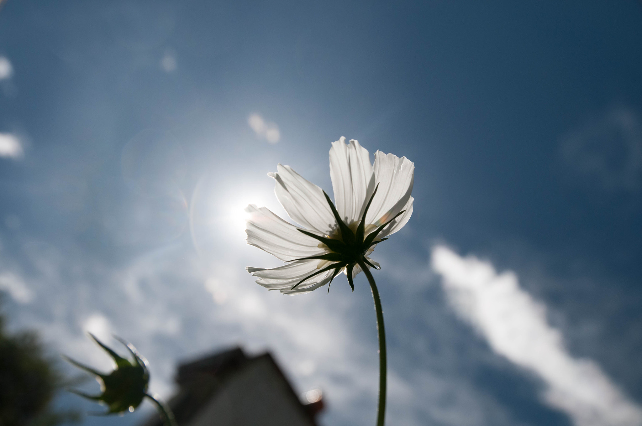 Nikon D300 sample photo. 格桑花 photography