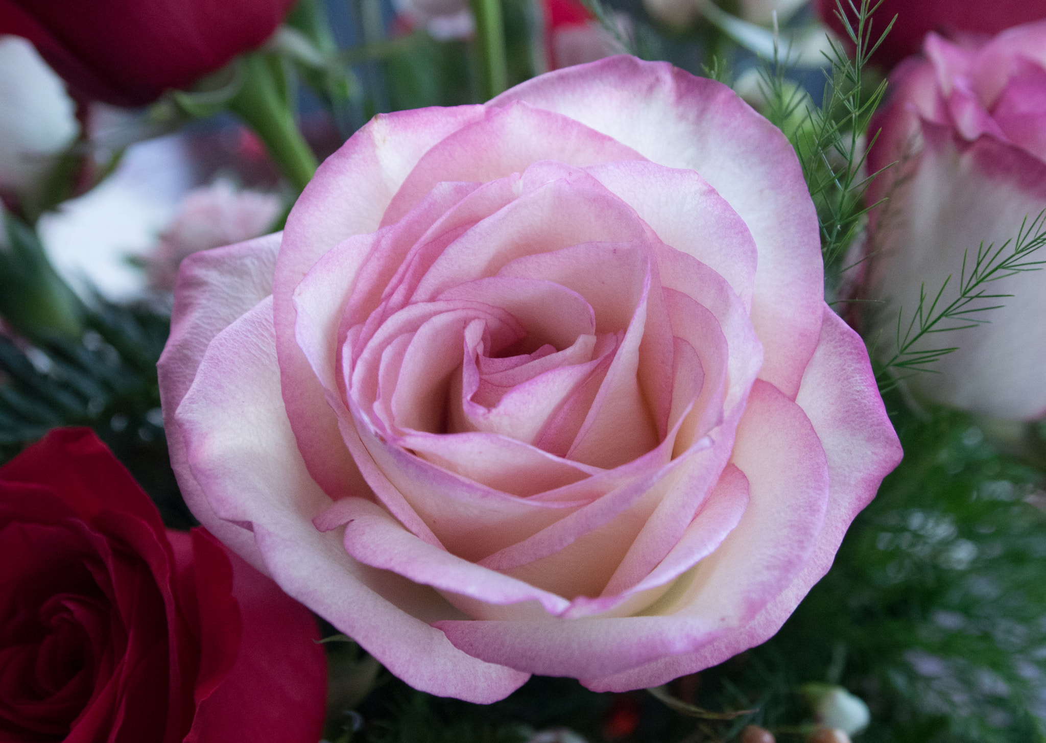 Olympus OM-D E-M1 sample photo. Rose photography