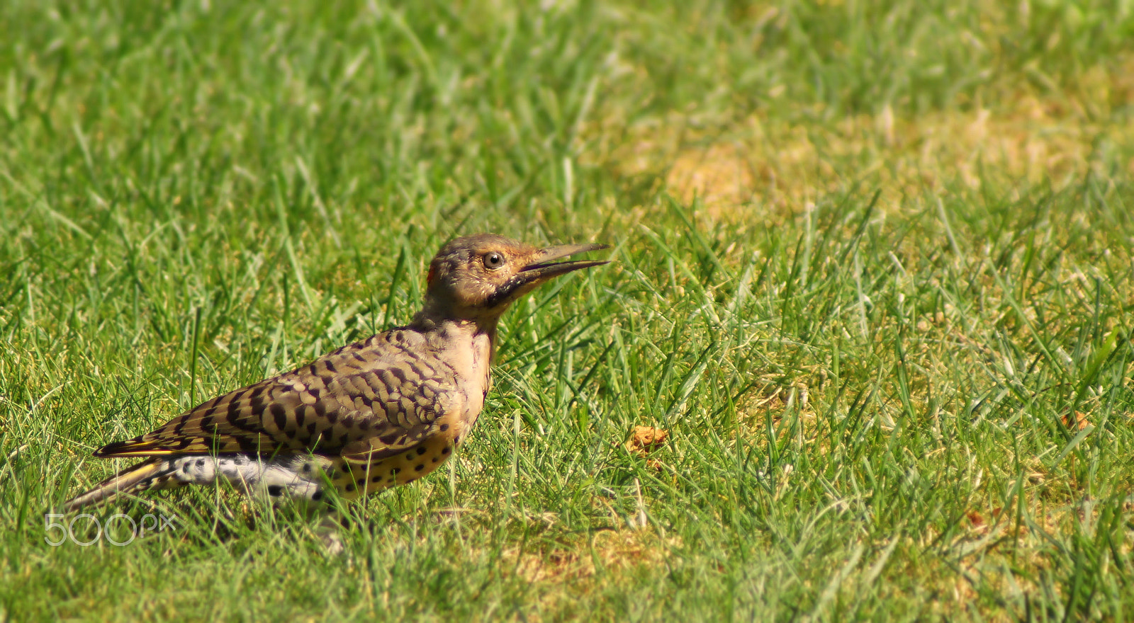 Sony SLT-A37 + Sony 75-300mm F4.5-5.6 sample photo. Northern flicker photography