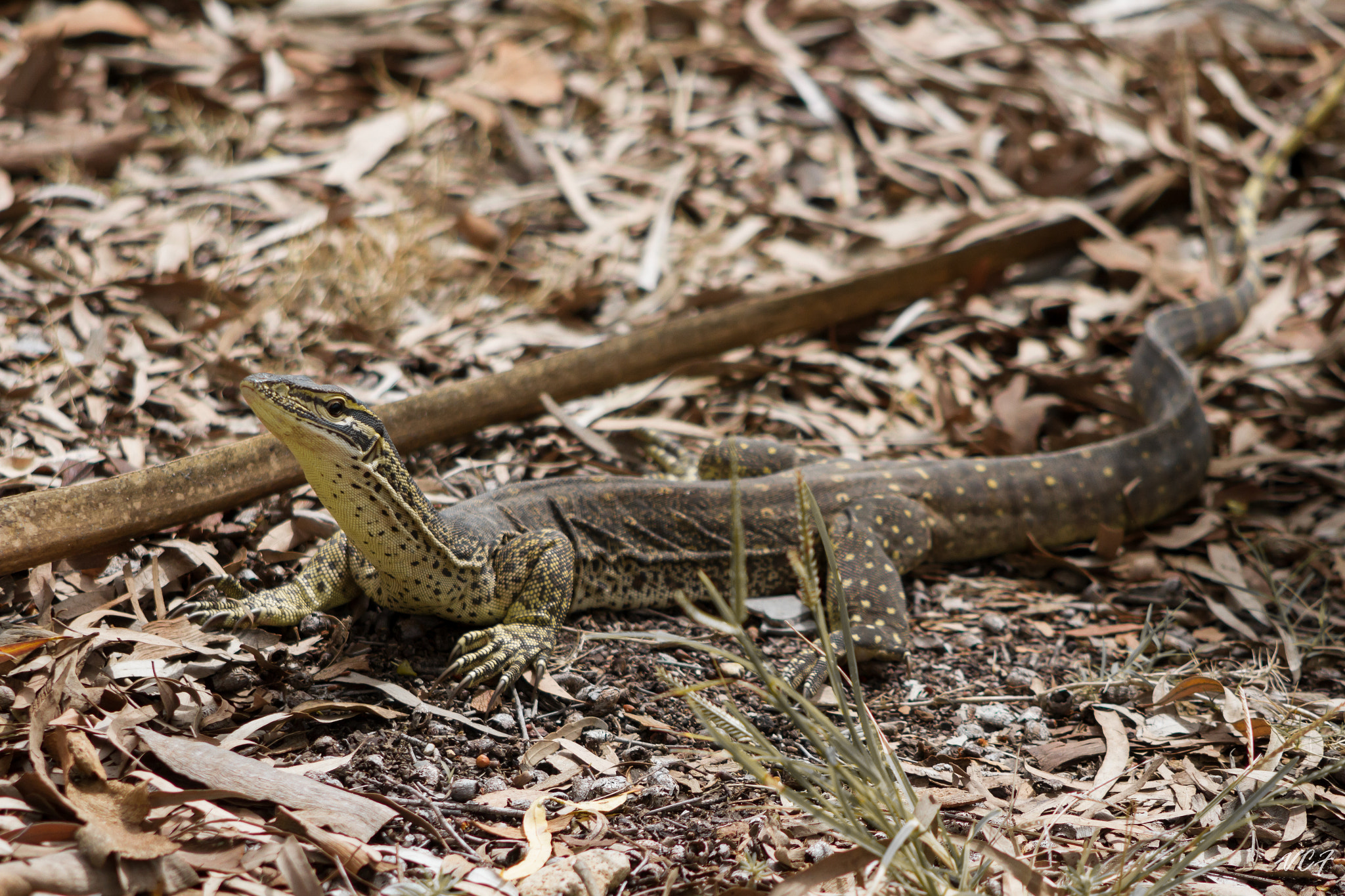 Canon EF 90-300mm F4.5-5.6 USM sample photo. Sand goanna photography