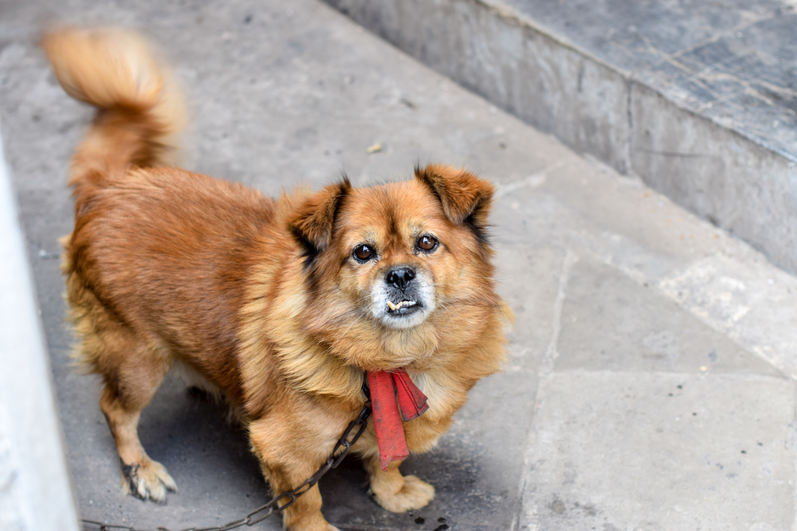 Nikon D3300 + Nikon AF-S Nikkor 50mm F1.4G sample photo. Gammy the guard dog photography