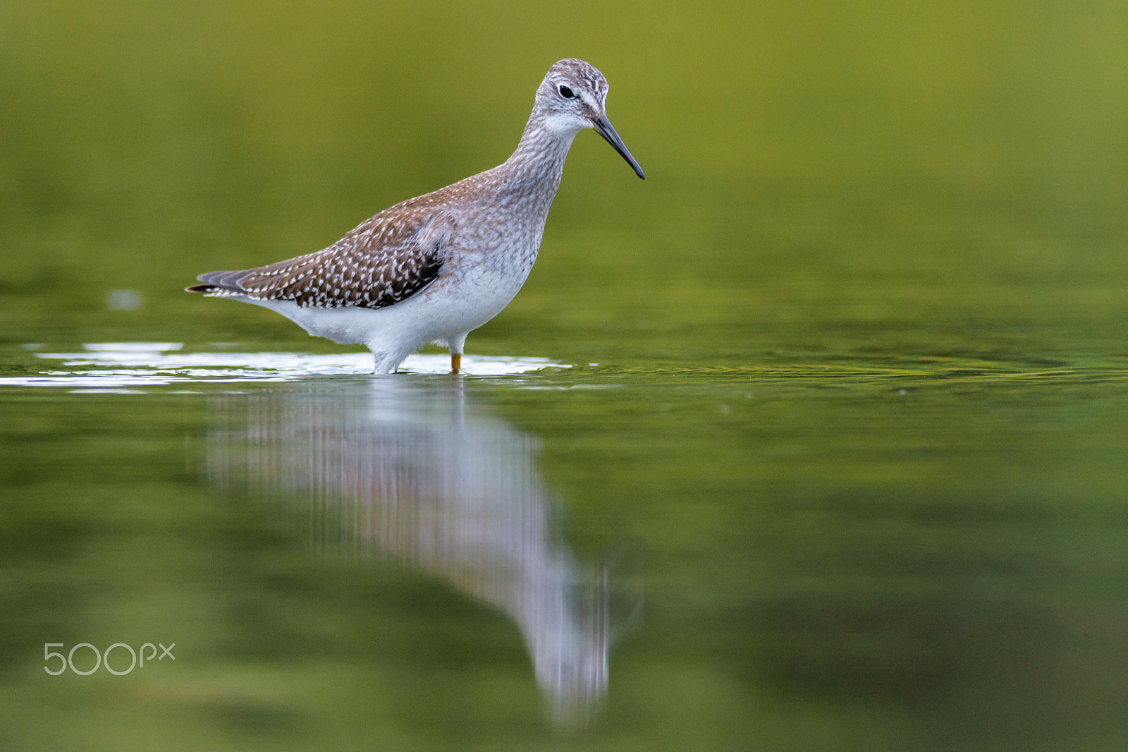 Nikon D7200 + Nikon AF-S Nikkor 300mm F4D ED-IF sample photo. Reflecting in green photography