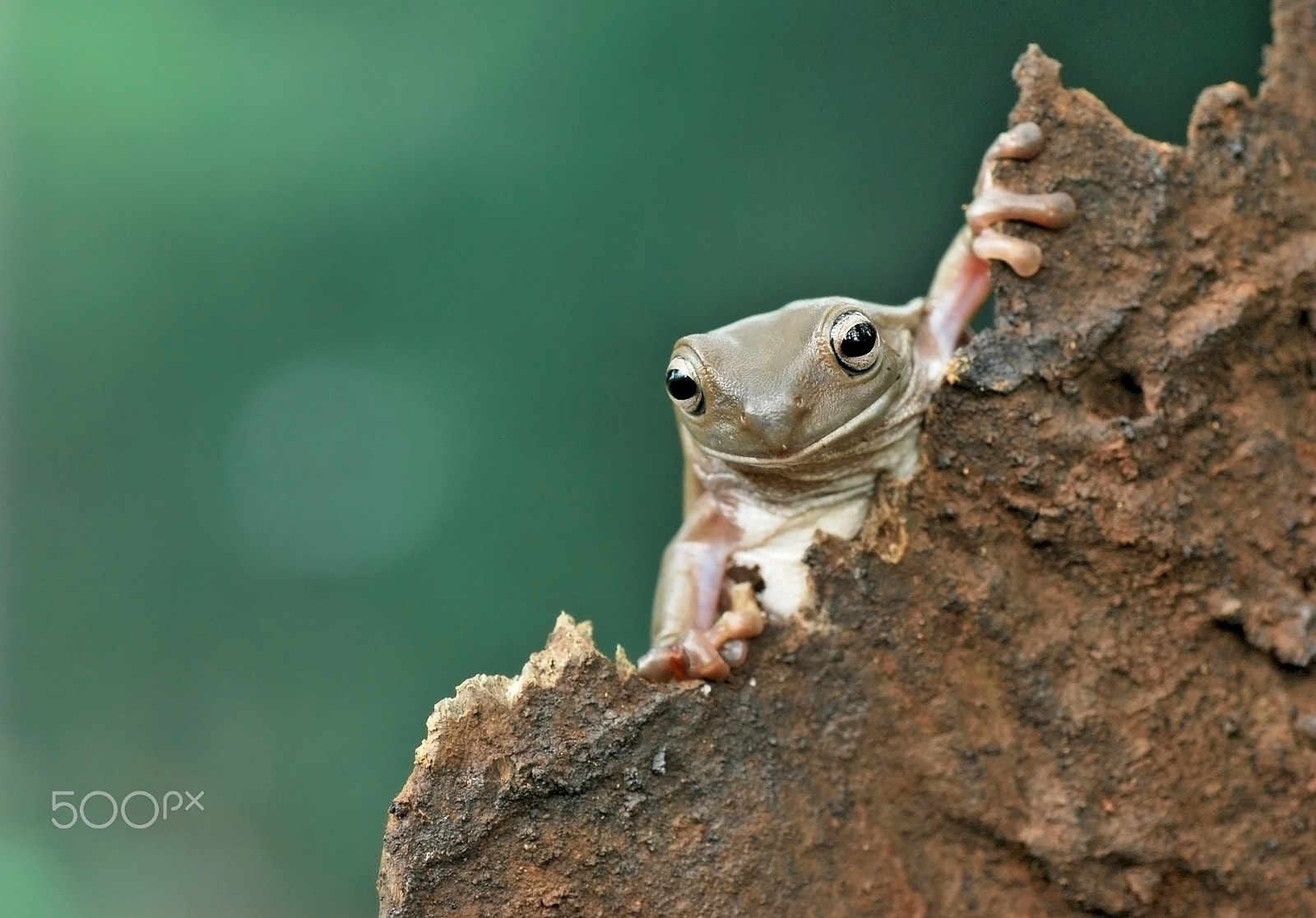 Nikon D60 sample photo. Frog,dumpy. photography