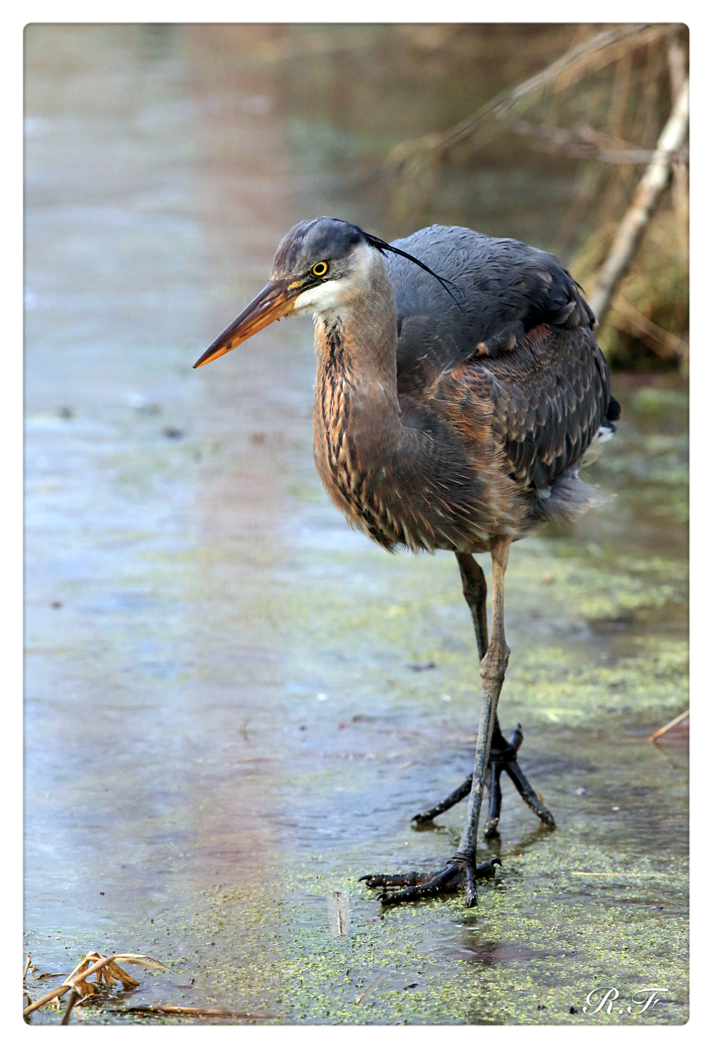 Canon EF 600mm F4L IS II USM sample photo