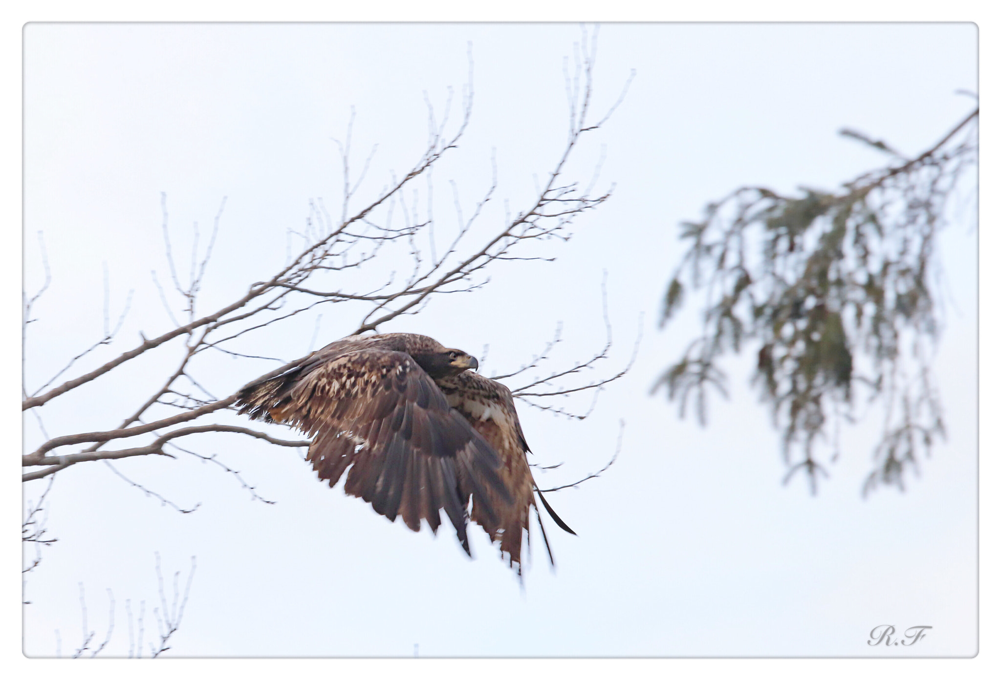 Canon EF 600mm F4L IS II USM sample photo