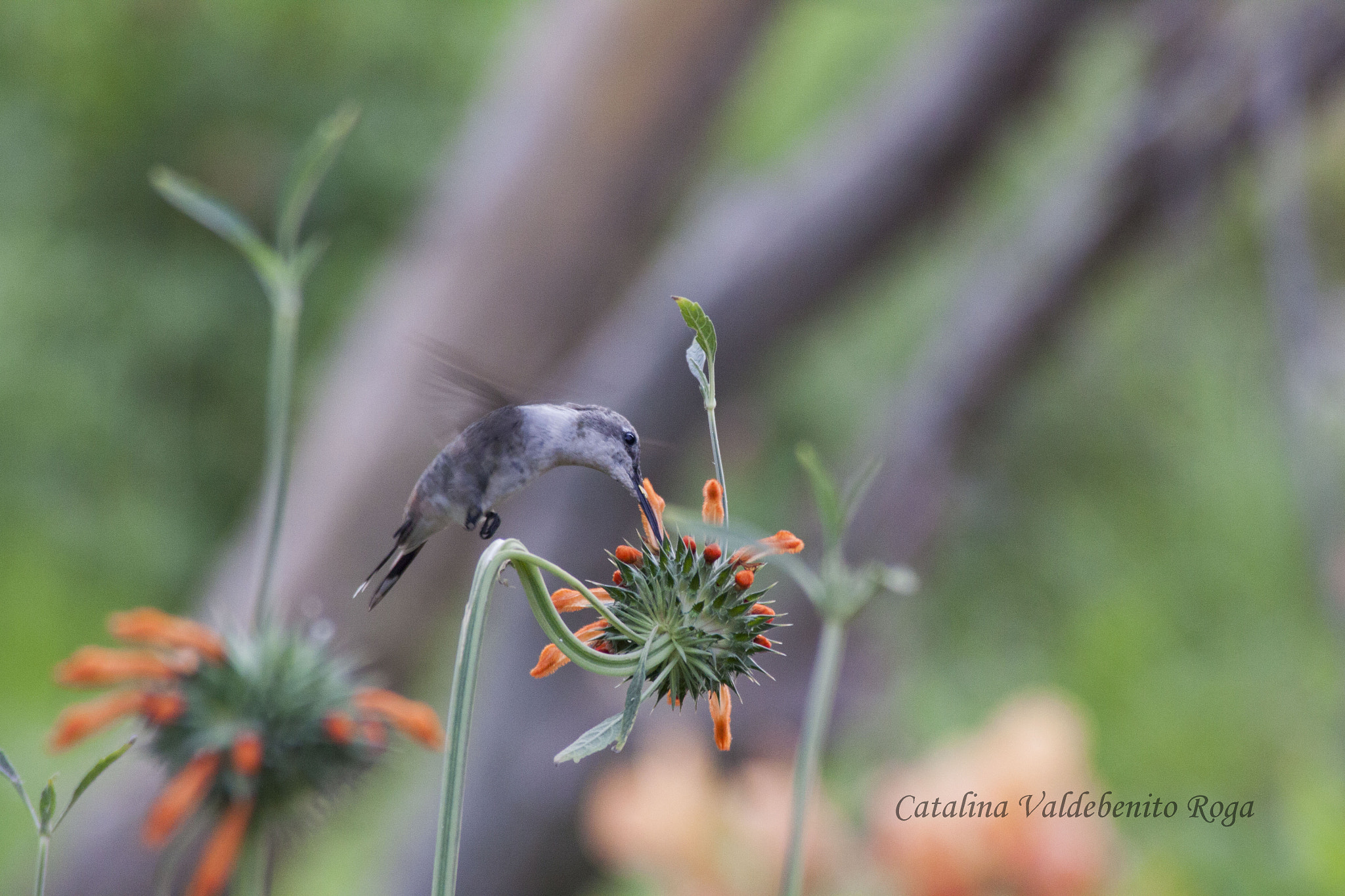 Canon EF 28-200mm F3.5-5.6 USM sample photo. Picaflor de arica photography