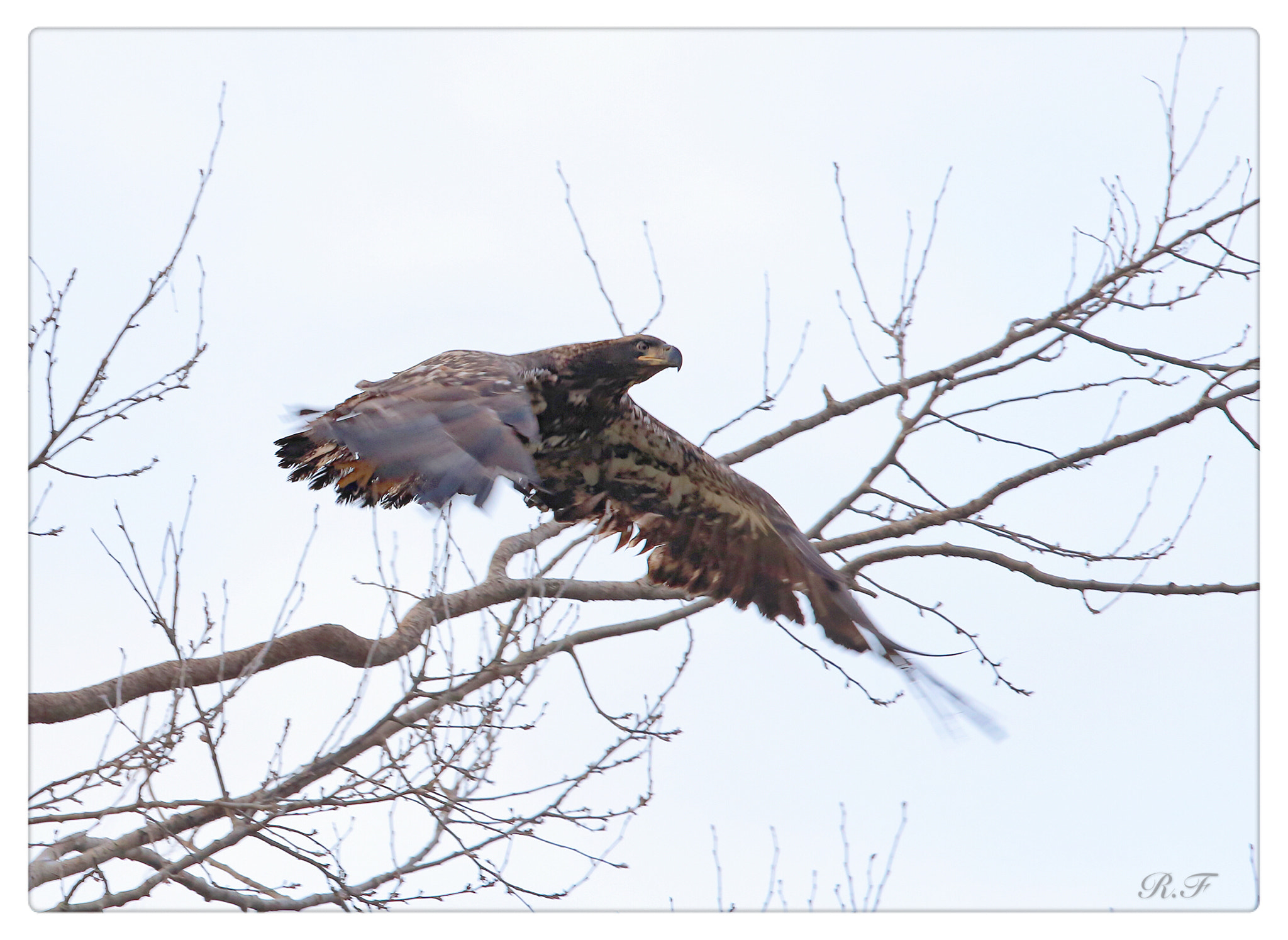 Canon EF 600mm F4L IS II USM sample photo