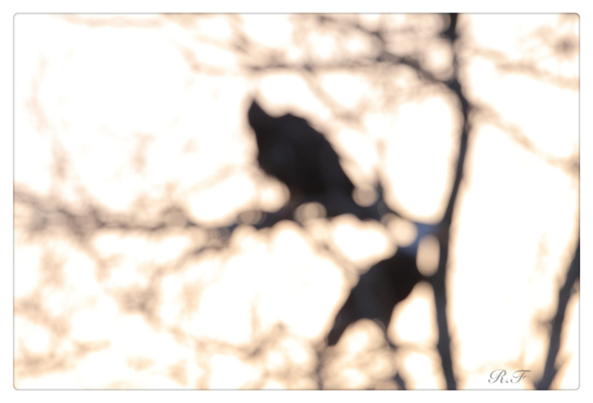 Canon EF 600mm F4L IS II USM sample photo