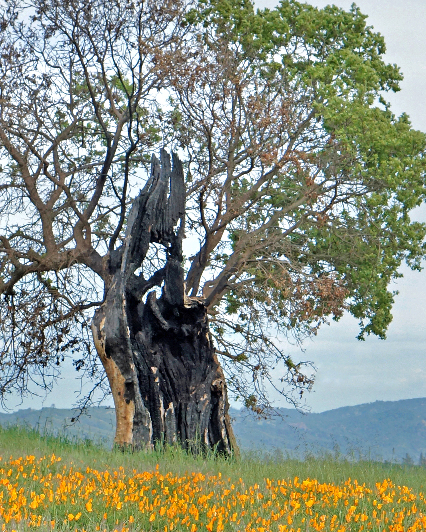 Sony Alpha NEX-6 + E 50mm F1.8 OSS sample photo. Oak and poppies photography