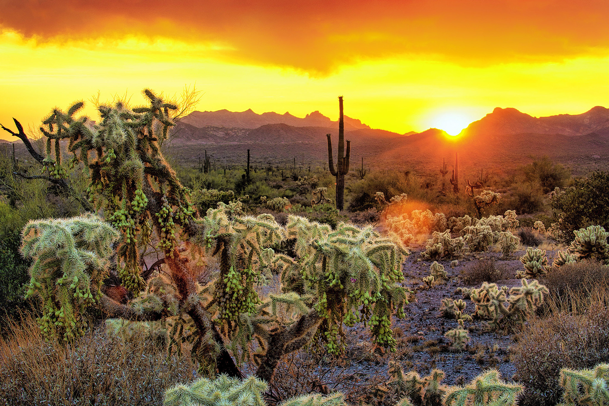Nikon D800 sample photo. Sonora desert sunset photography