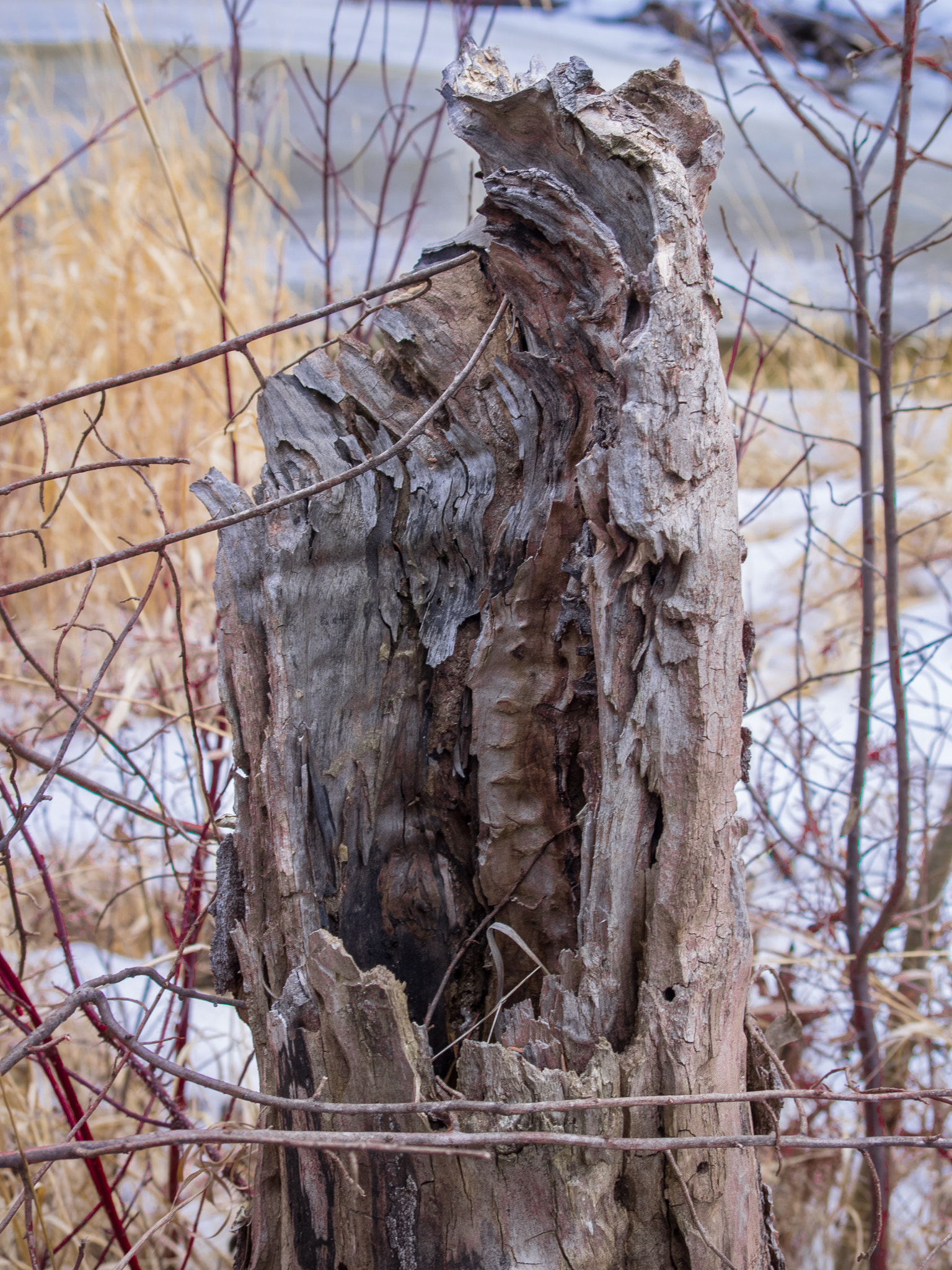 Olympus OM-D E-M1 sample photo. Tree stump photography