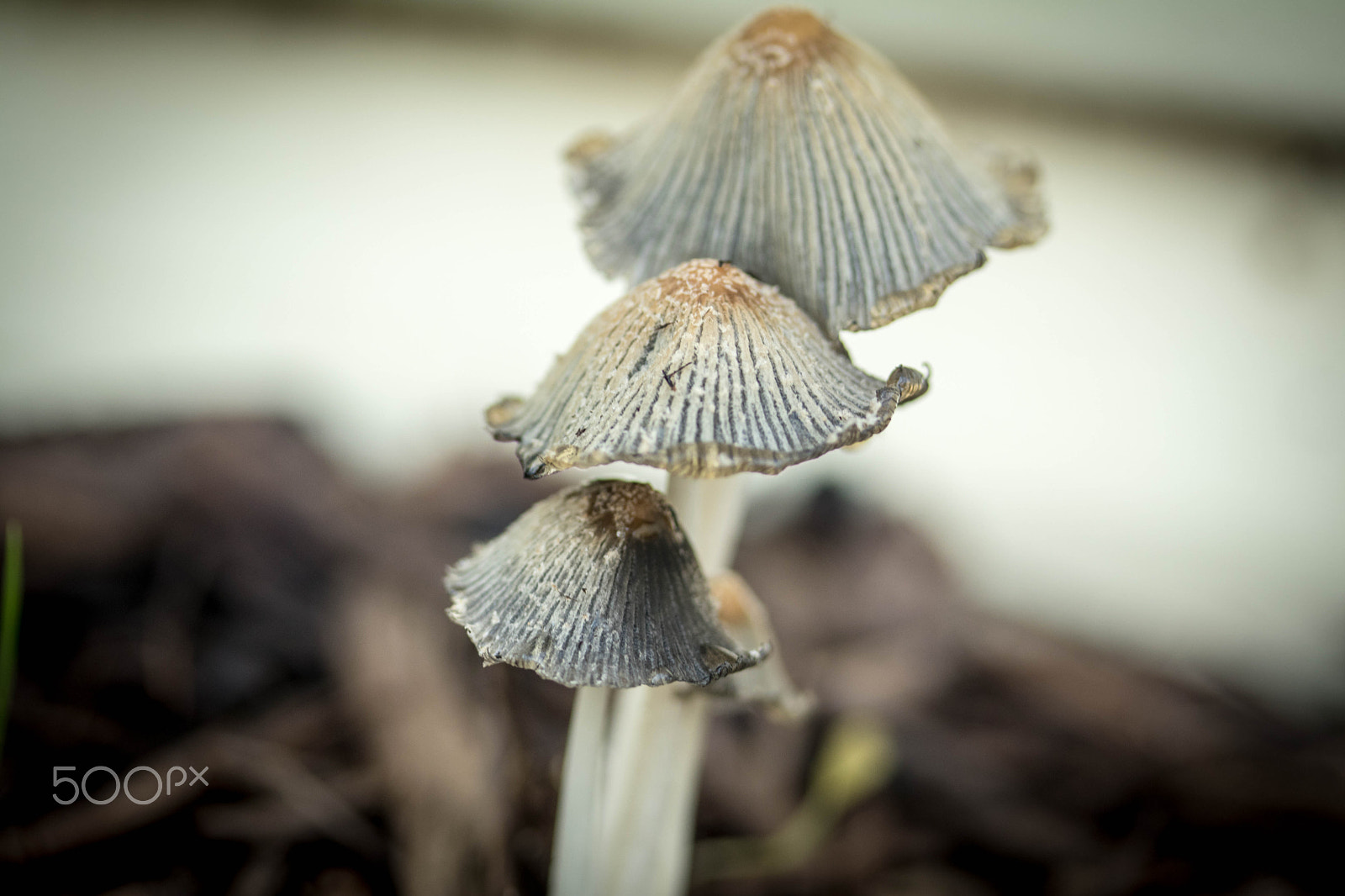 Canon EF-S 60mm F2.8 Macro USM sample photo. Shrooms photography