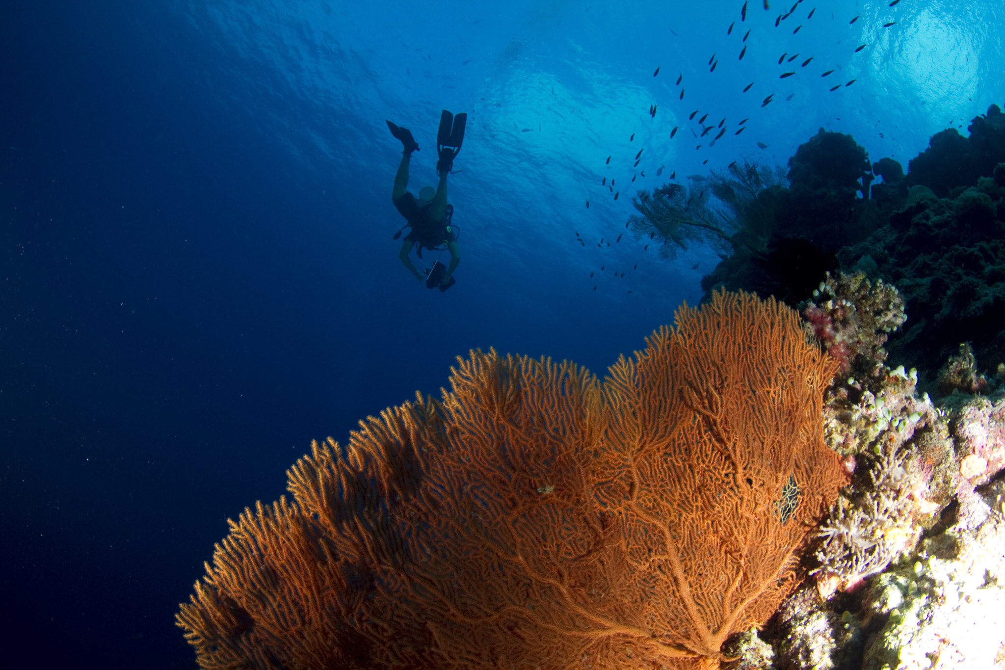 Tokina AT-X 10-17mm F3.5-4.5 DX Fisheye sample photo. Diver with camera swimming above large sea fan photography