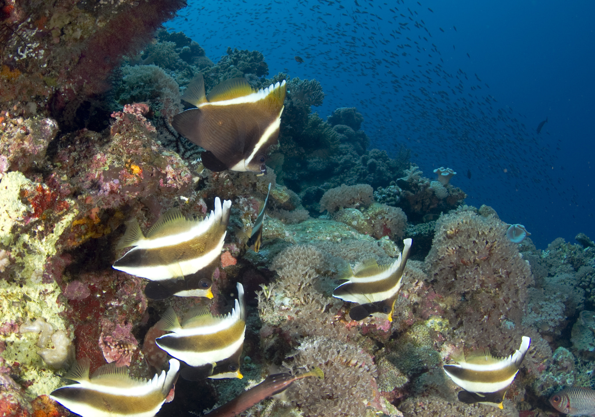 Canon EOS 7D + Tokina AT-X 10-17mm F3.5-4.5 DX Fisheye sample photo. Bannerfish swimming down reef face photography