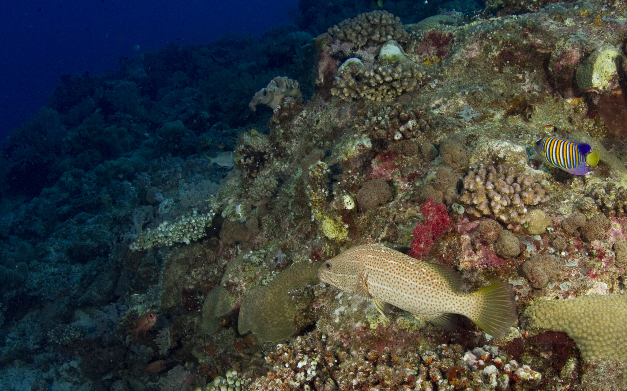 Canon EOS 7D + Tokina AT-X 10-17mm F3.5-4.5 DX Fisheye sample photo. Coral grouper and angelfish photography
