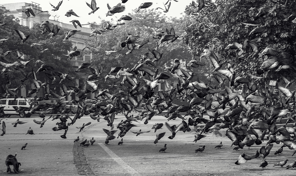 Flight in Sync by Kunal Khurana on 500px.com