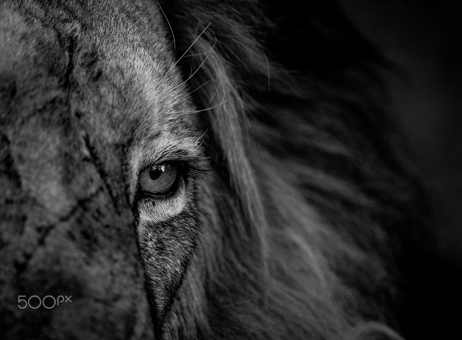 Canon EF 400mm F2.8L IS II USM sample photo. Eye of a lion photography