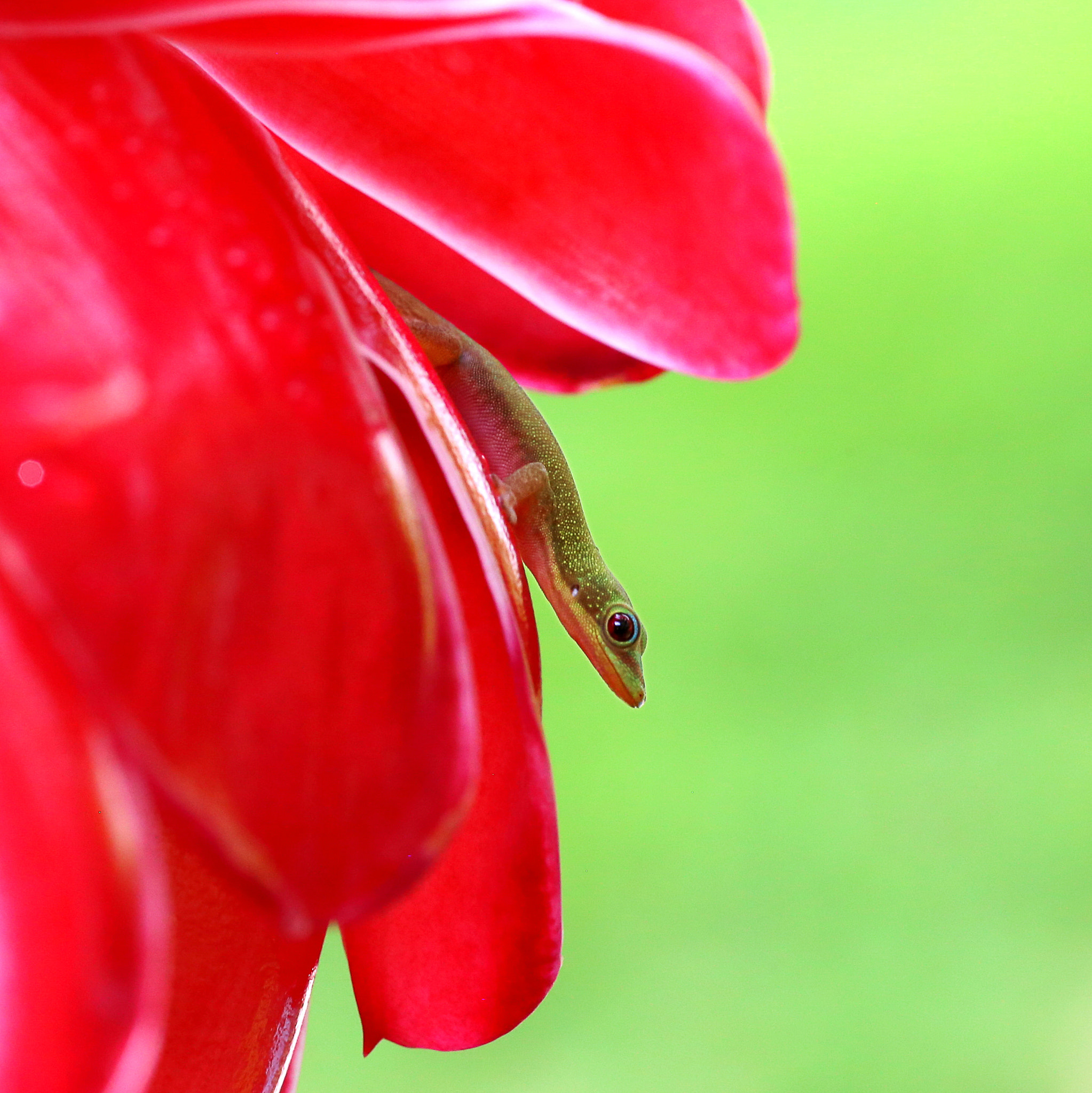 Canon EF 100mm F2.8 Macro USM sample photo. Big island/small lizard photography