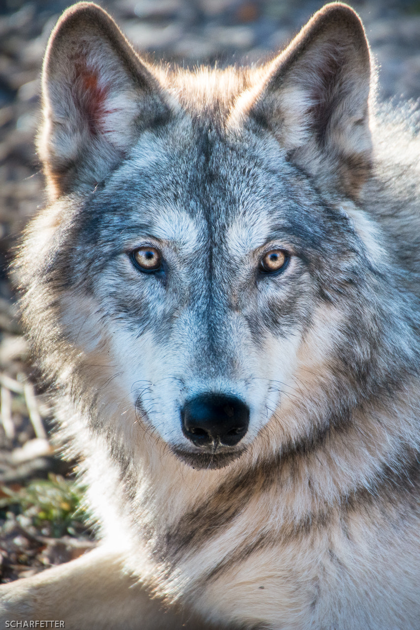 Nikon D800 sample photo. Arctic wolf photography