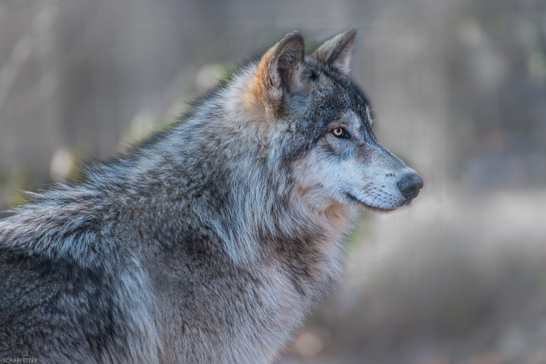 Nikon D800 + Sigma 50-500mm F4.5-6.3 DG OS HSM sample photo. Wolf photography