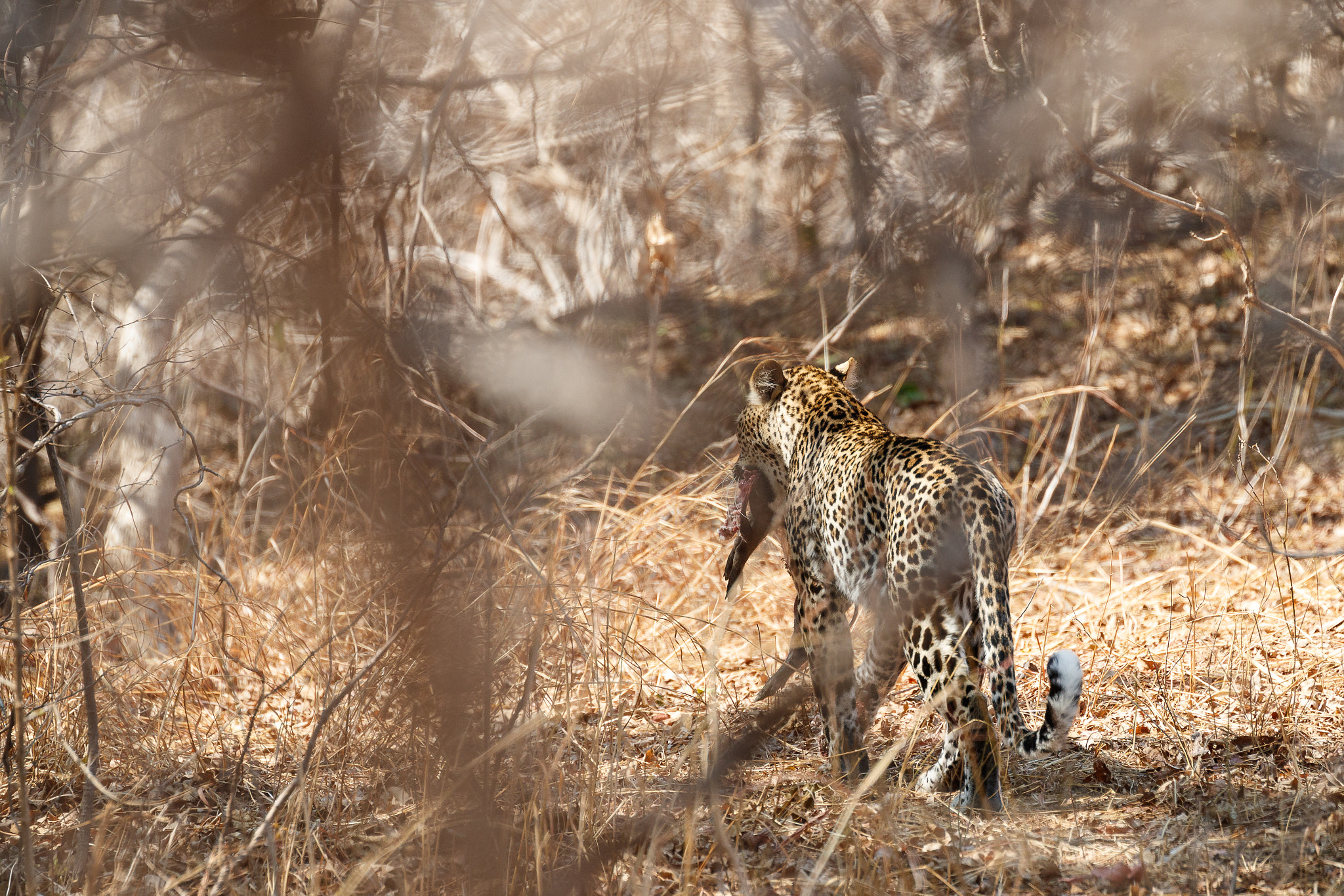 Canon EOS-1D X Mark II sample photo. Zambia photography