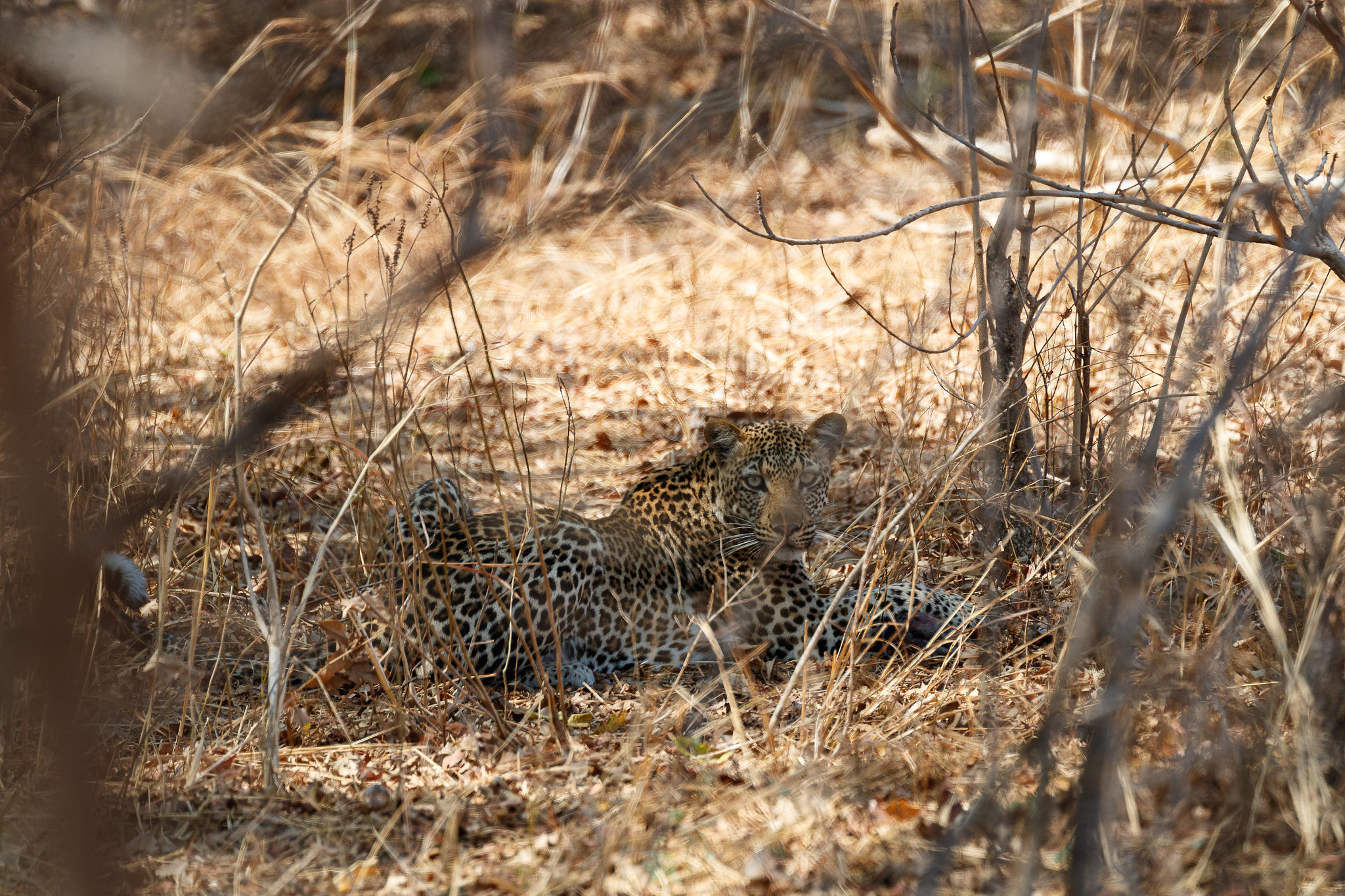 Canon EOS-1D X Mark II sample photo. Zambia photography