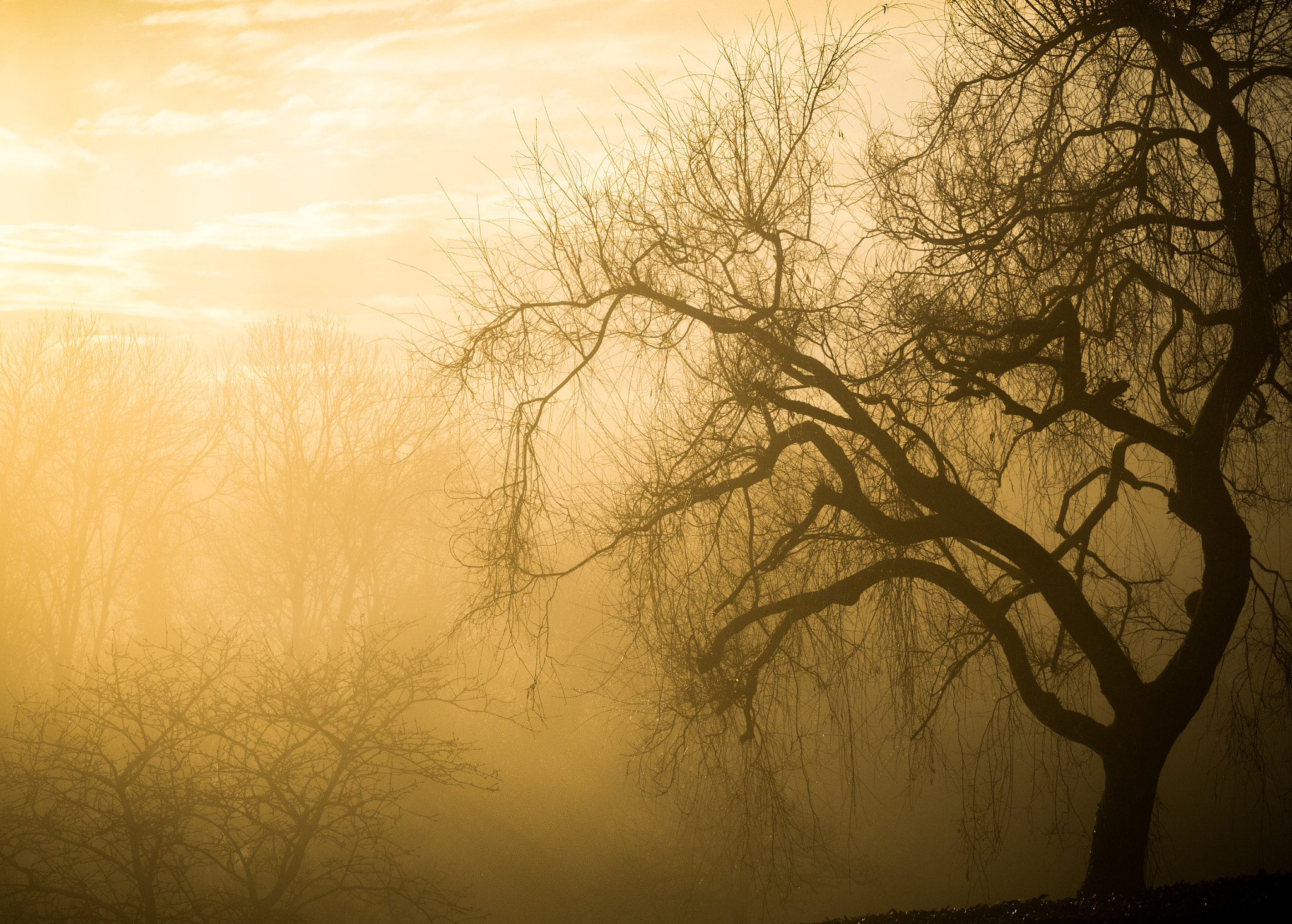 Olympus OM-D E-M5 II sample photo. Feu de brouillard photography