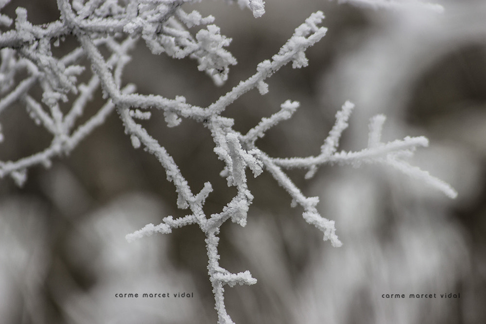 Canon EF 55-200mm F4.5-5.6 II USM sample photo. Dressed in frost (3) photography