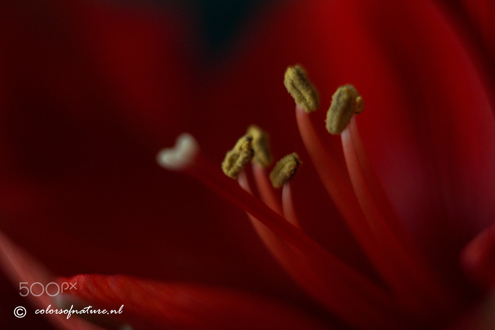 Canon EF 35-80mm f/4-5.6 sample photo. Red photography