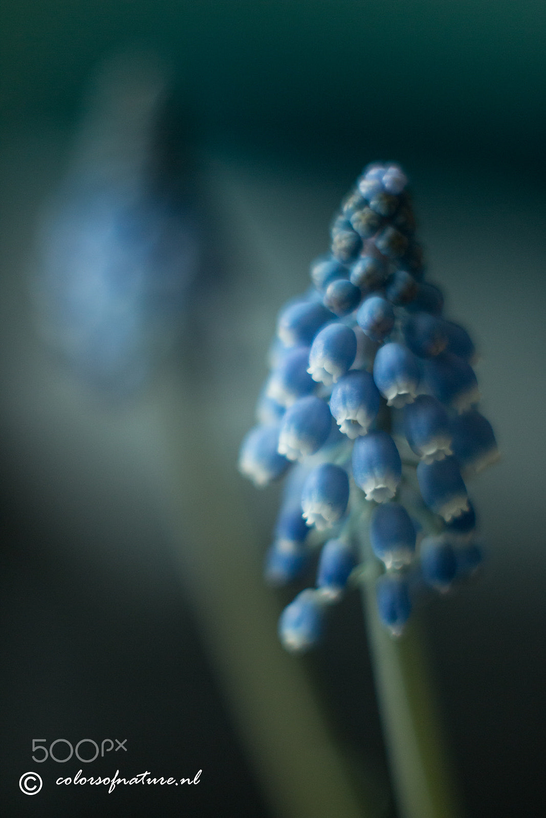 Canon EF 35-80mm f/4-5.6 sample photo. Blues photography