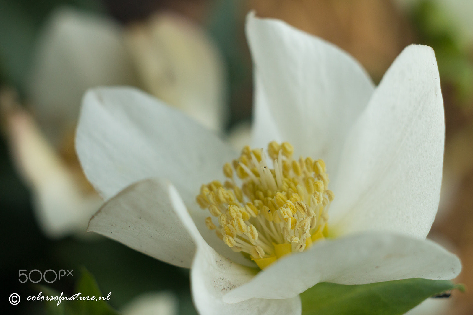 Canon EF 35-80mm f/4-5.6 sample photo. Helleboris photography