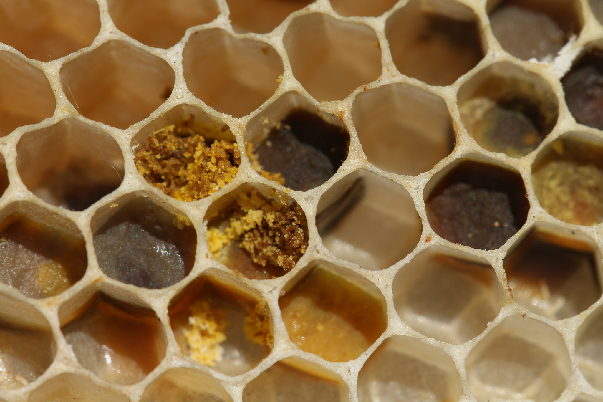 Canon EF 100mm F2.8L Macro IS USM sample photo. Honeycomb photography